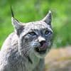 Wolf vs. Luchs: Gibt es ein "Problem-Tier" in Rheinland-Pfalz?