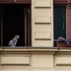 Nachbarn nahmen Verwesungsgeruch wahr: Fast ein Dutzend abgemagerter Katzen in Berliner Wohnung endeckt