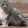 Could AI text alerts help save snow leopards from extinction?