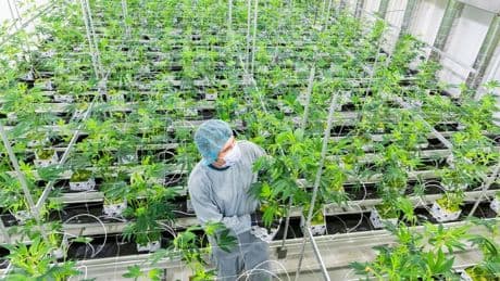 Medizinisches Cannabis : Cannabisbranche warnt vor Gesetzesänderung: „Ein Wachstumsmarkt wird rückabgewickelt“