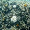 Koraal Australisch Great Barrier Reef niet eerder zo verbleekt