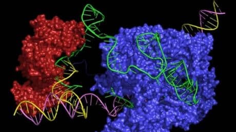 Científicos españoles crean una IA que controla la actividad en células de mamíferos fabricando fragmentos de ADN