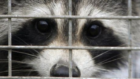 Quebec bans transport of some wild animals in nearly 100 communities over rabies risk