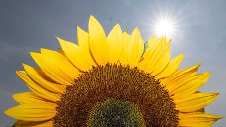 Hallo Sonne! - Jetzt wird’s mal wieder richtig Sommer …