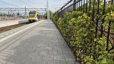 Alles uit de kast om vogelkolonie bij Den Haag Centraal te redden: ’Eigenlijk bizar, voor een paar mussen’