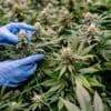 Plus de 600 plants de cannabis saisis dans la Meuse, de l'eau puisée illégalement dans une nappe phréatique