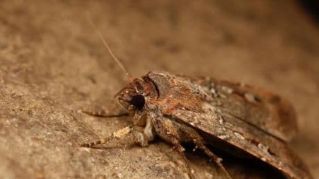 La curiosa forma de viajar de las polillas Bogong &#039;ayudadas&#039; por las estrellas