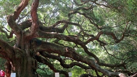 Oaklee, Oakley, Oakleigh: Parents branch out to oak-based names, especially in red states