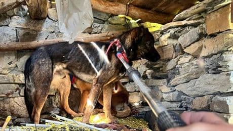 Ubaye: deux chiens bloqués dans une cabane sauvés par les gendarmes de haute montagne de Jausiers