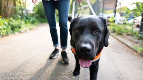 Seven-second test all dog owners should do before going for a walk