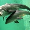 Tierschutz in Australien: Delfine gestört: Jetski-Fahrern droht hohe Geldbuße