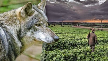 Jagers geven bijtende probleemwolf Hubertus geen kans: ’We gaan van zo dichtbij mogelijk schieten’