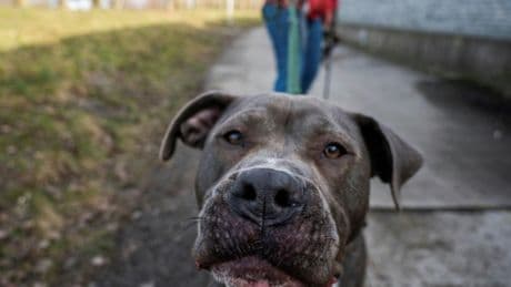 Leipzig: Terrier verletzt Kind durch Biss in Gesicht schwer