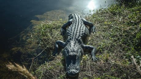 Einmal im Leben: In den Everglades