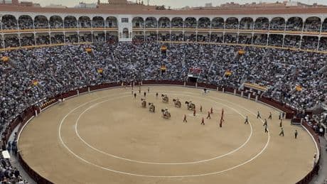 Al Alimón: Un novillada ilusionante como previa de la semana central de San Isidro 2025 con el regreso de Roca Rey