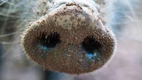 Tierkrankheiten: Weiterer Verdacht auf Afrikanische Schweinepest im Sauerland
