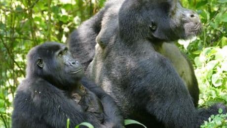 Gorillas und Geschlechterrollen: Berggorillas zeigen, das Kraft nicht alles ist