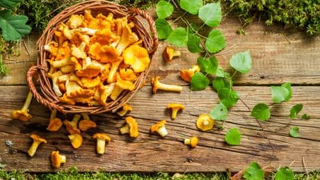 Saison gestartet: Dieser goldene Pilz ist besonders gesund