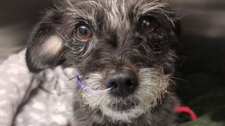 Tiny dog's intestines left hanging out on street in 'worst ever' attack