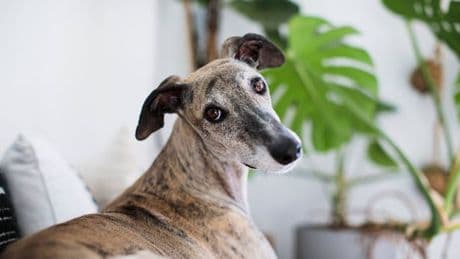 Dog owners could be 'hurting pets' feelings' by making two key mistakes