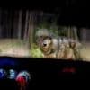 Nachtpatrouille tief im Wald: Mit Wolfsschützern unterwegs in Brandenburg
