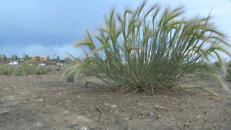 Calgary homeowners who don’t control dangerous foxtail weed could face $500 fine