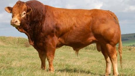 Neuenburg: Aggressiver Stier in Wandergebiet außer Kontrolle geraten