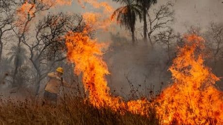 Amazonas: 52 Millionen Hektar Natur in 40 Jahren zerstört