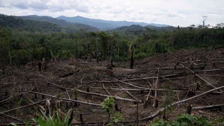 Amendment to Peru law raises fears of Amazon rainforest destruction