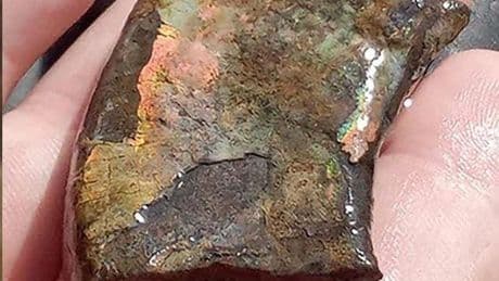 Fossil-Hunting Trip Uncovers Unique ‘Ammolite-Gemstone’