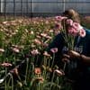 Minder arbeidsmigranten? Maak bloemen duurder