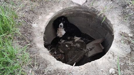 Missing dog found shivering in manhole after a month - and dumb luck helped firefighters spot the missing pooch
