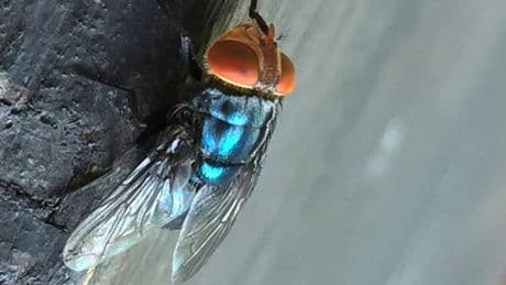 Millionen Tiere - USA wollen Fliegen aus Flugzeugen abwerfen