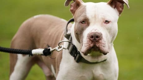 XL Bully which was shot and evaded armed police for 8 days found and put down by vet