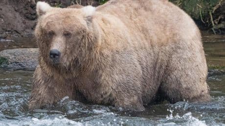Fat Bear Week is coming – and the competition will be chunky