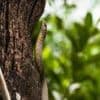 Children fall ill in India 'after dead snake found in school meal'