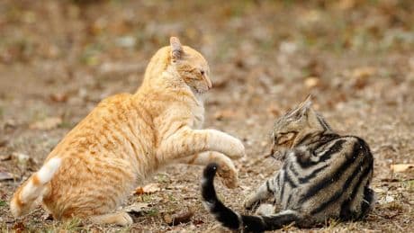 Kampf um Rangfolge - Gibt es eine „Alpha-Katze“?