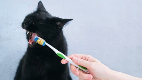 Katzen-Albtraum: Tierärztin verrät Tipps gegen Zahnprobleme
