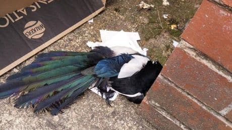 Magpie dies after being caught in glue trap left for rodents at Glasgow bins