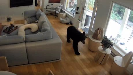 ‘Feisty’ 6-pound Pomeranian chases black bear from West Vancouver home