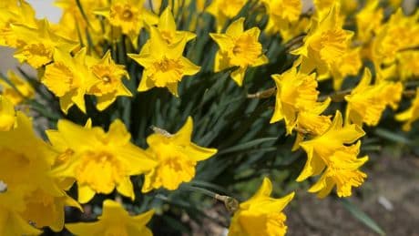 Some plants cause more suffering than others for gardeners with pollen allergies