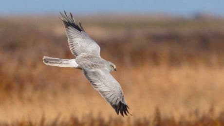 Record number of rare hen harriers killed or missing in the past five years, RSPB warns