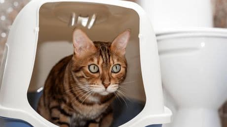 Tipps für Halter: Tierärztin sagt, warum Katzenklos mit Dach eine echte Qual für die Tiere sind