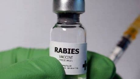 Rabies hotspots map reveals where you're most likely to be struck down with deadly disease