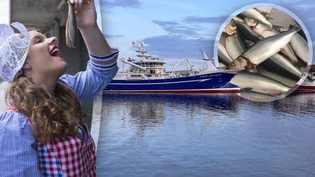 Hollandse Nieuwe weer in aantocht en vissers zijn lyrisch: ’Haring dit jaar uitzonderlijk vet’