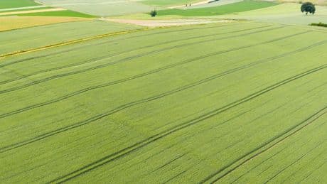 Agrar: Landvolk erwartet durchschnittliche Getreideernte