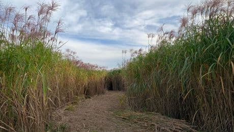 Olifantengras is populair, maar veiligheidsregio waarschuwt voor brandgevaren