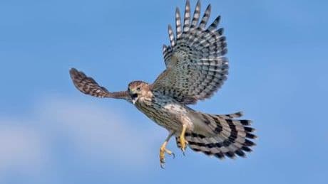 Kluger Greifvogel: Rundschwanzhabicht nutzt rote Ampelphase zur Jagd auf Spatzen