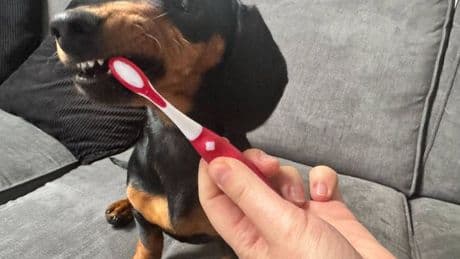 'I'm a vet and this is how often you should really be brushing your dog's teeth'