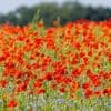 Wettervorhersage: Sonniger Sonntag, danach wird es frischer